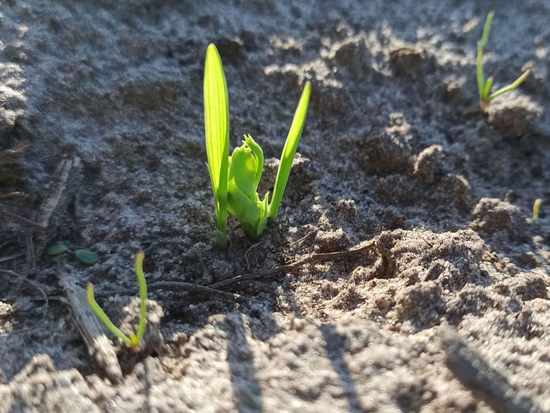 29. April: Hafer und Erbse sind aufgelaufen.