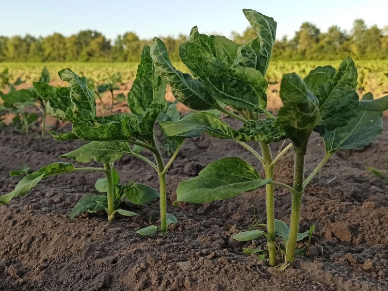 04. Juni 2022: Die Sonnenblumen recken sich bereits ohne Blüte der Sonne entgegen.