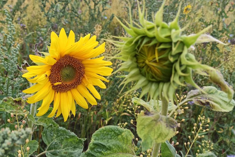 Sonnenblumen