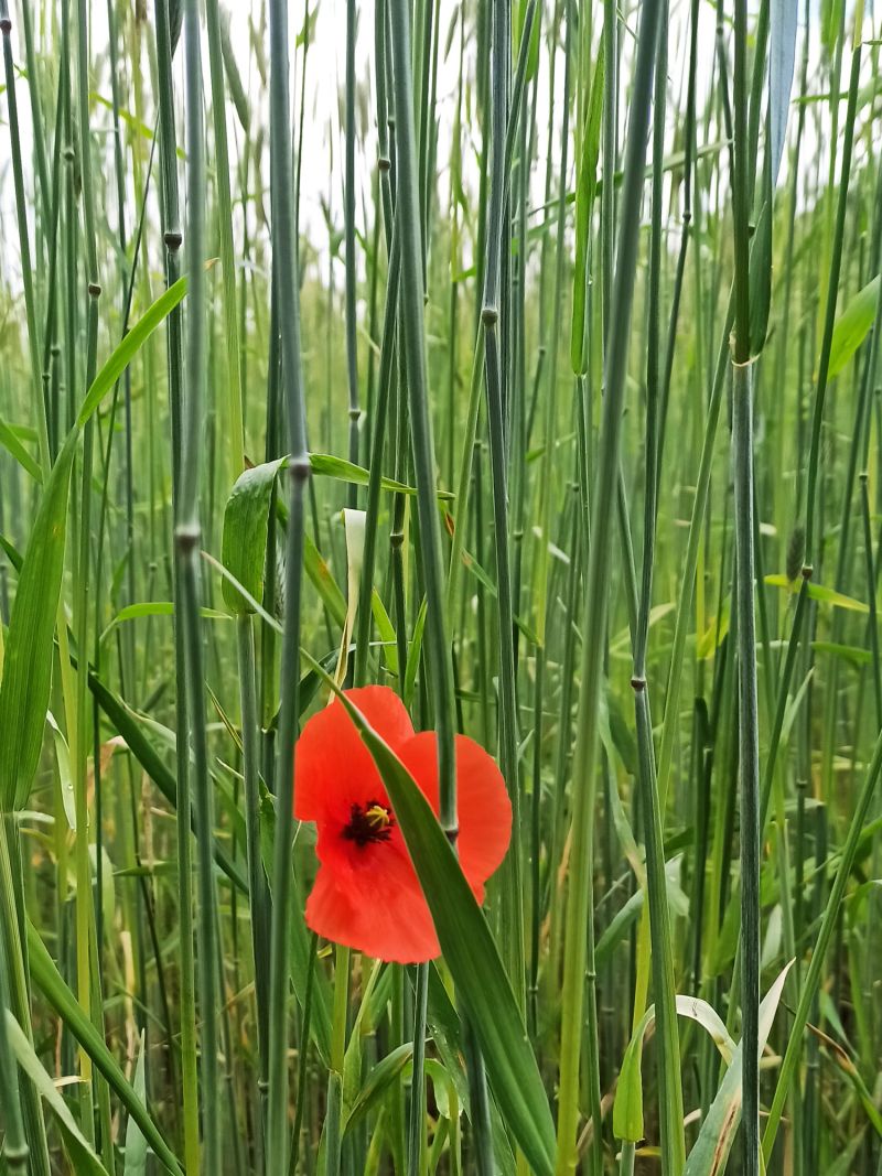 30. Mai: Im bodennahen Bereich ...