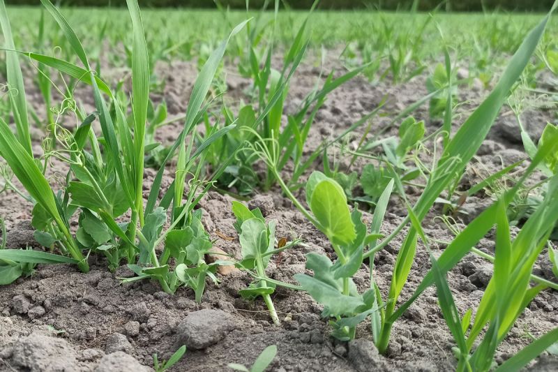 07. Mai: Erbse und Hafer