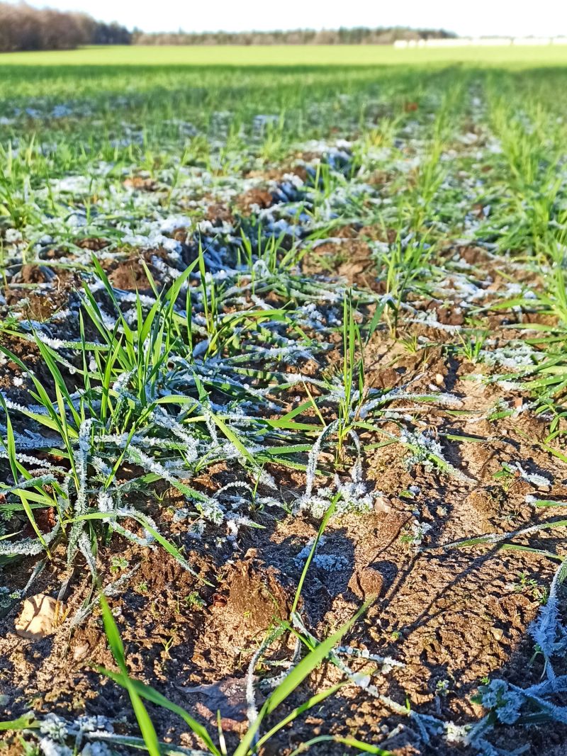 12. Januar: Frostige Temperaturen