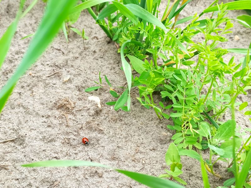 Heute entdecken wir viele Marienkäfer, den natürlichen Feind der Blattlaus.