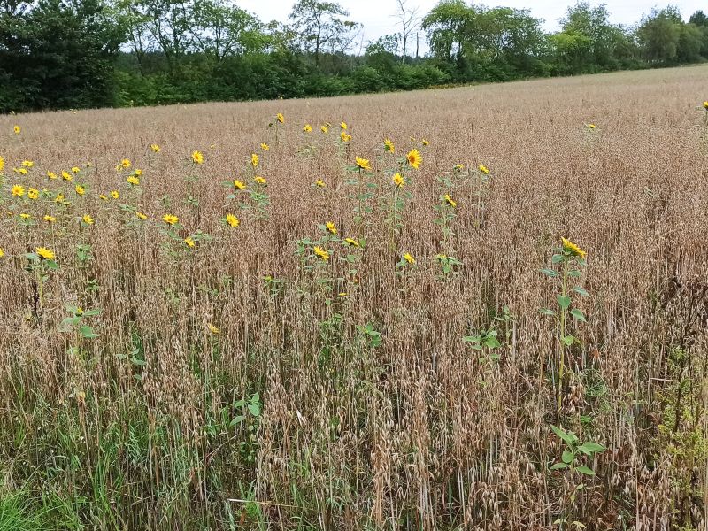 11. August: Die Erbse ist leider ein Totalausfall. Die wenigen Pflanzen, die sich entwickelt haben, sind vergammelt. Die Problematik mit der Vorkultur Sonnenblume (Durchwuchs) zeigt sich hingegen nur am Feldrand.