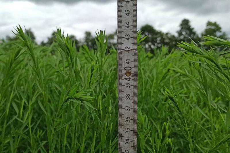 30. Mai 2022: Der Lein misst 44cm. Vielleicht zeigt er Pfingsten seine ersten Blüten.