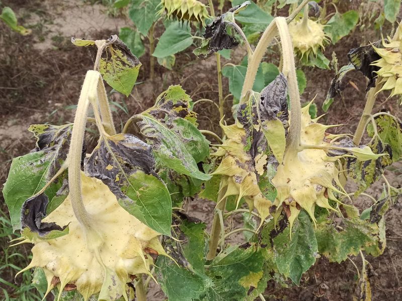 30. August: Die Köpfe der Sonnenblume sind abgeknickt und hängen nach unten.
