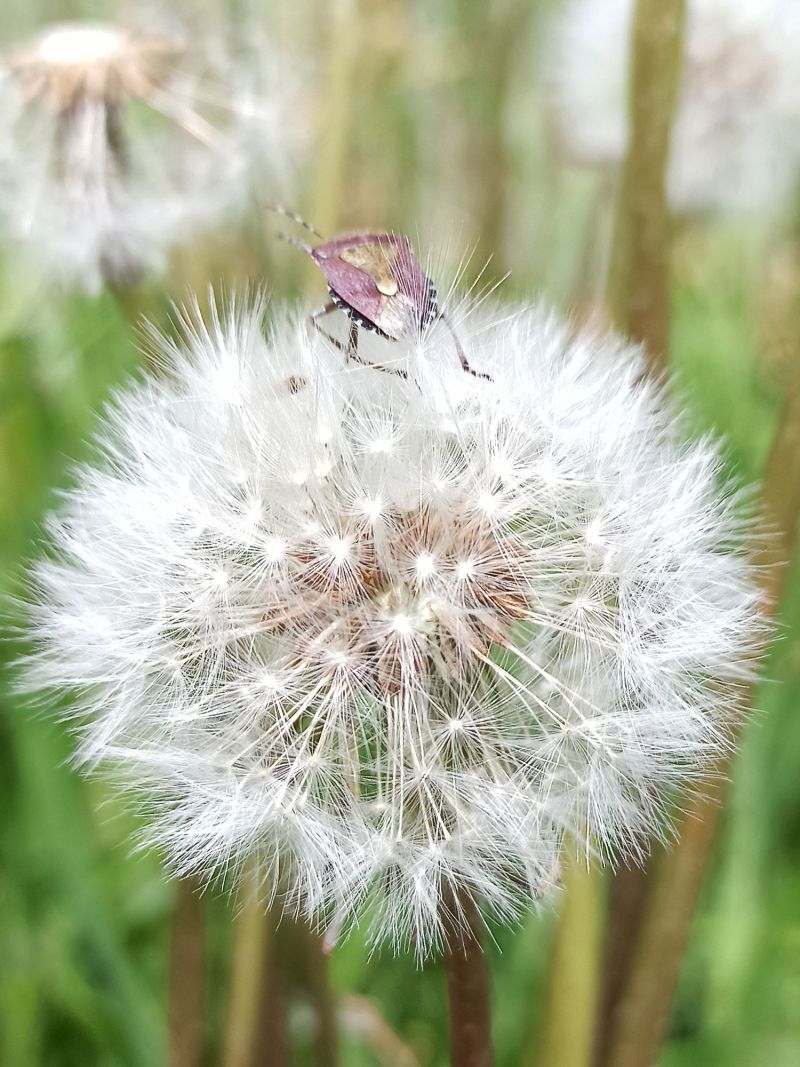 ... und Käfer.