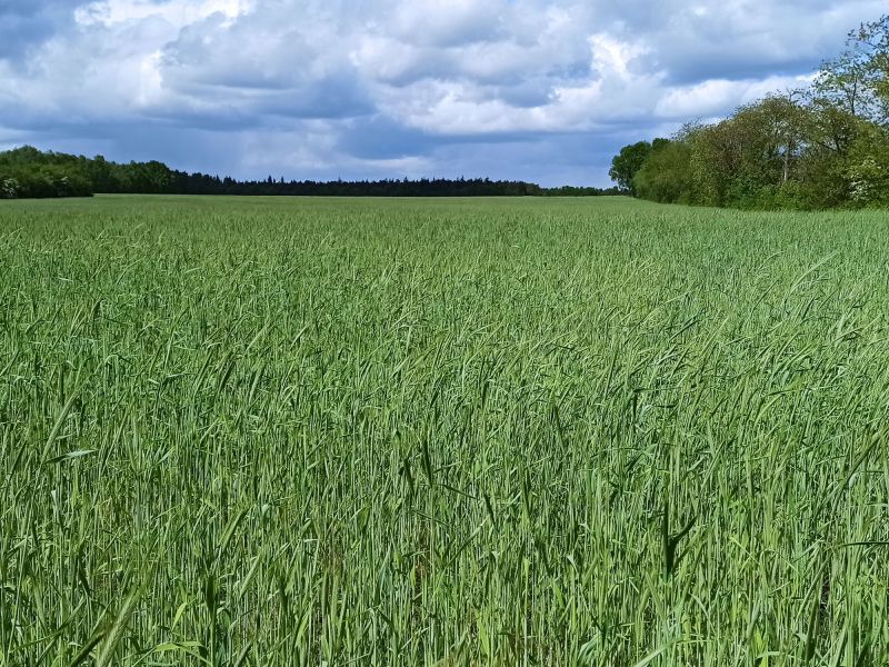 23 05 16 Roggenlichtkorn3