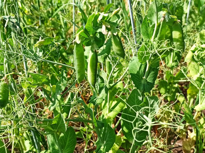 24. Juni: Die Erbse bildet Hülsen und Erbsen.