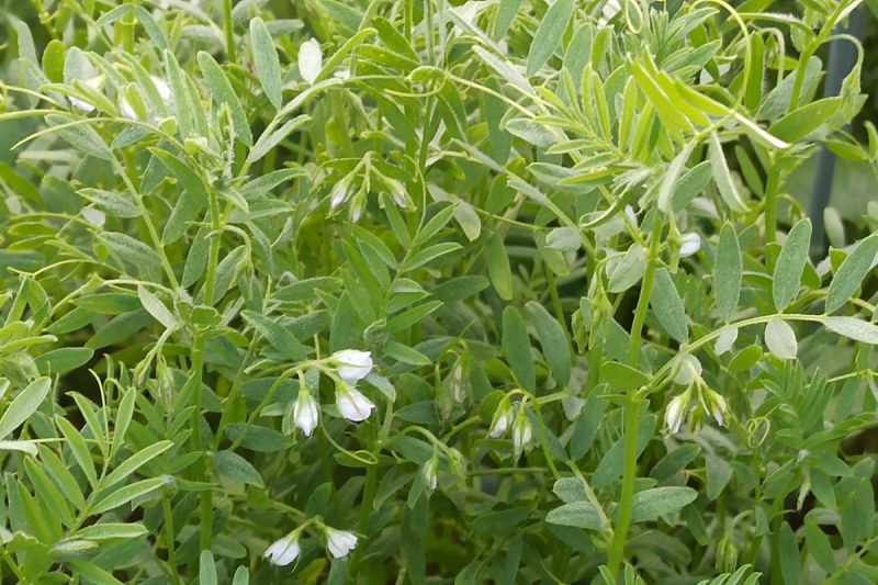 13. Juni 2022: Blüten der Linse. Sie gehört zur Familie der Schmetterlingsblütler.