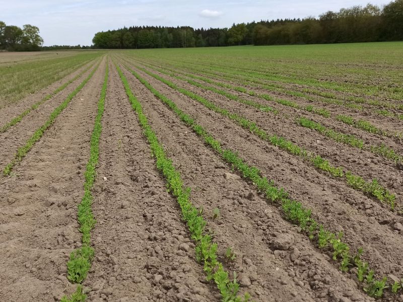 07. Mai 2022: ... wenngleich der mangelnde Regen gut gegen den Unkrautdruck ist.