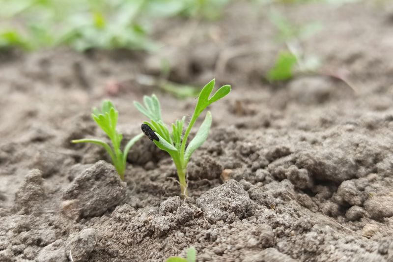 14. Mai 2022: Diese Pflanze verrät sich durch den Rest des Samenkorns.