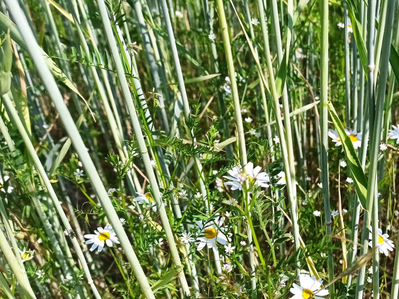 23 06 09 Roggenkamille