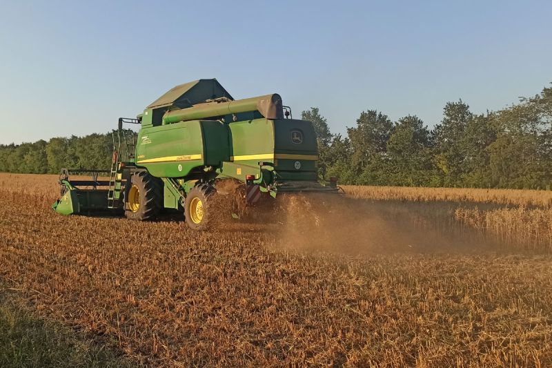 Das Stroh wird gehäckselt und verbleibt auf dem Acker.