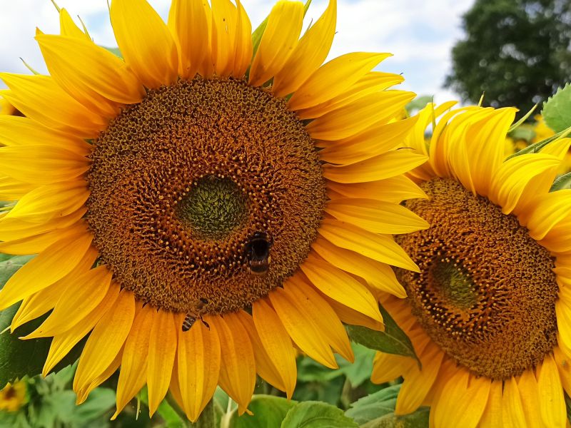 23. Juli 2022: Der Modell-Acker leuchtet Gelb. Auch die Bienen und Hummeln sind begeistert.