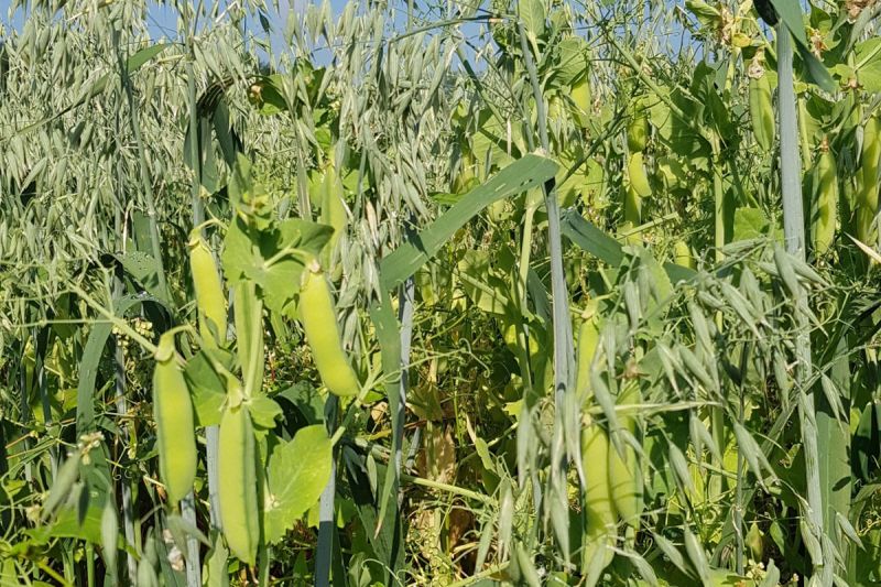 28. Juni: 10 Tage später sind die Erbsen deutlich dicker.