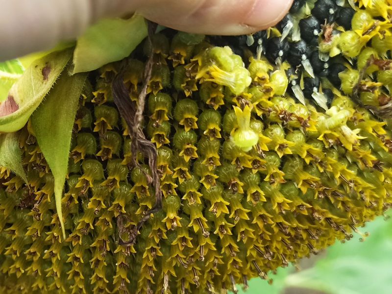11. August: Die Sonnenblumenkerne haben sich ausgebildet. Die Abreife beginnt.
