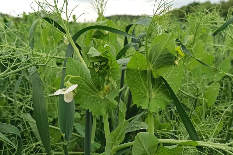 An einigen Pflanzen zeigen sich die ersten Blüten!