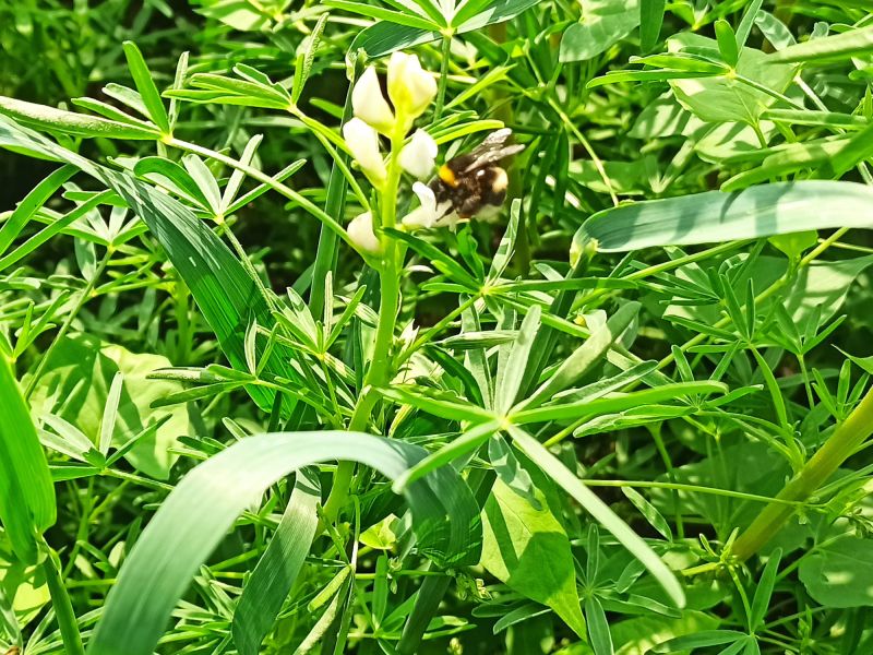 Wilde Hummel.