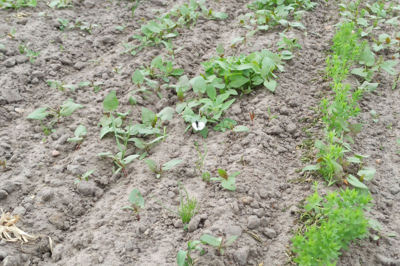 14. Mai 2022: Die Orientierungsspur des Leins ist gut zu erkennen. Nach Schwarzkümmelpflanzen muss man lange suchen.