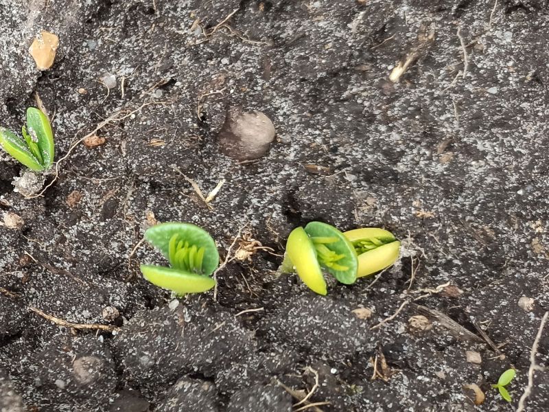 7. Mai: Die Lupinen sind aufgelaufen