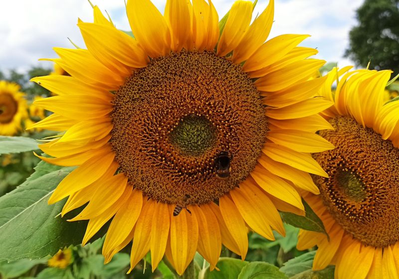Sonnenblume 2022
