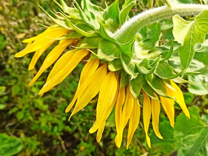 Wie werden diese Sonnenblumen abreifen? Die "Kopfhaltung" ist entscheidend.