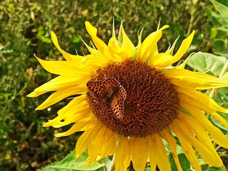 Ein Schmetterling!