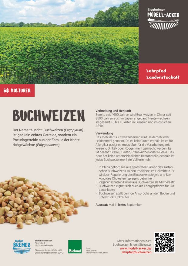 Info-Tafel Buchweizen