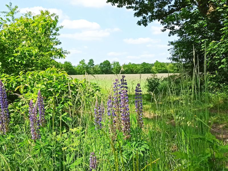 7. Mai: Wildelupine Roggen