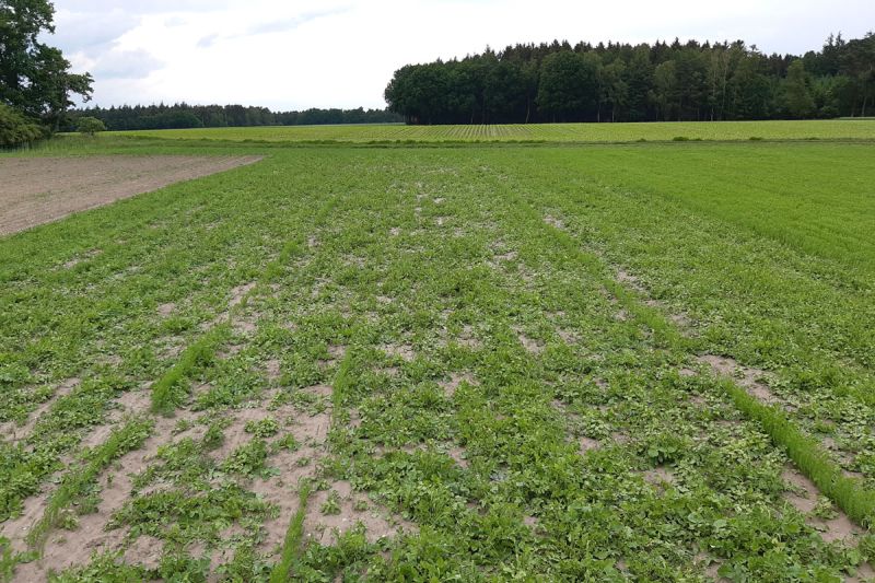25. Mai 2022: Unkraut dominiert die Fläche.