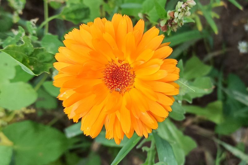 Ringelblume