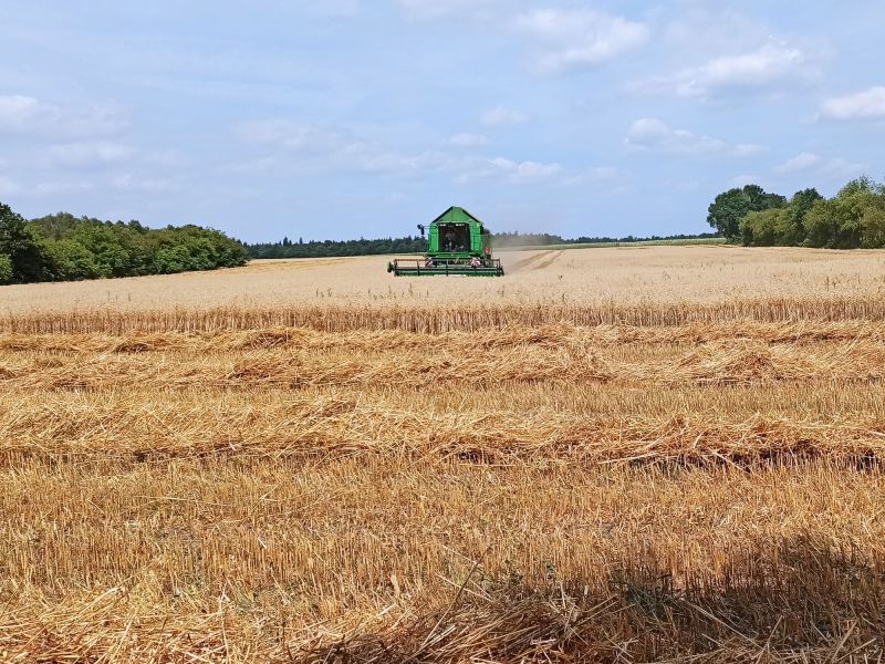 Ernteauftakt in Riepholm.