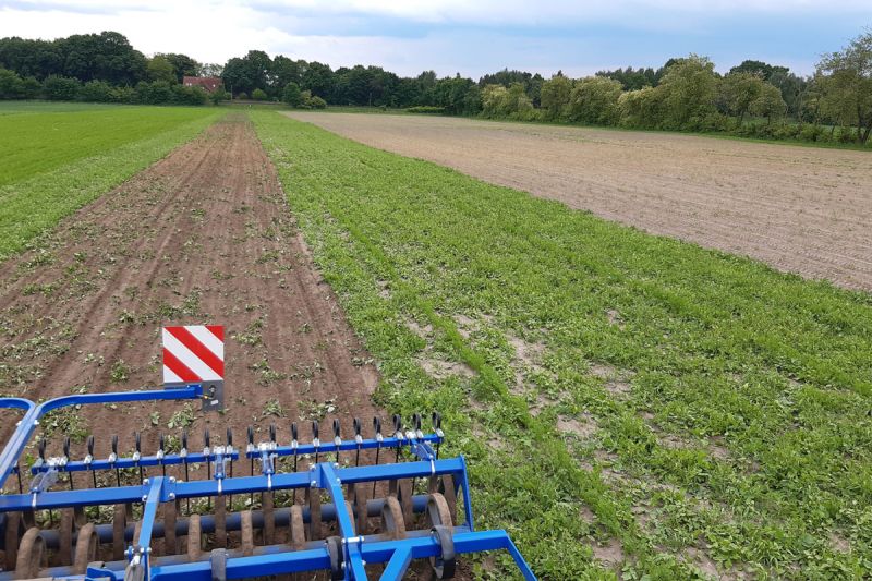 25. Mai 2022: Der Unkrautdruck ist zu hoch. Der Anbauversuch wird abgebrochen.
