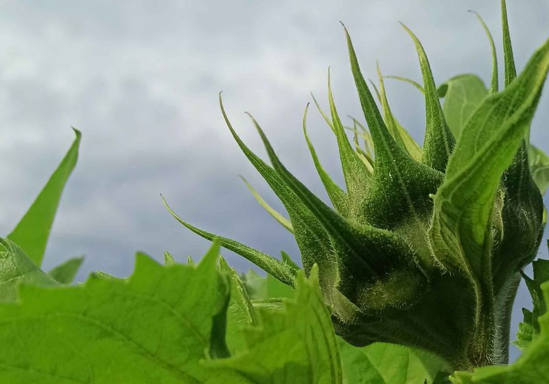 Sonnenblume 2024