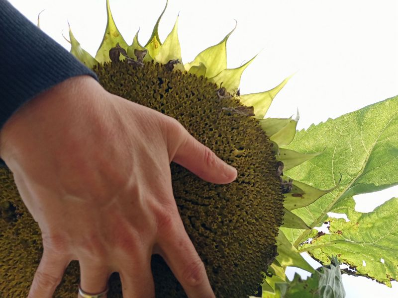 23 08 30 Sonnenblume 3