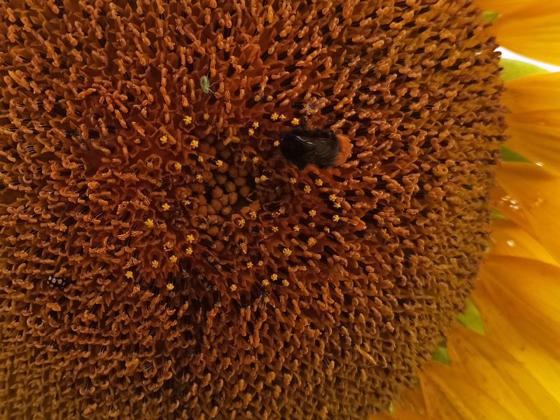 Wie viele Insekten sind hier zu entdecken?