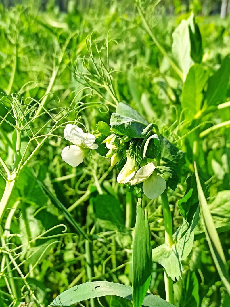 12. Juni: In voller Blüte.